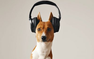 Éducation canine: la consultation téléphonique ou web